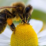 پیش‌بینی آسیب آفت‌کش‌ها برای زنبورها به وسیله هوش مصنوعی
